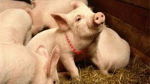 Trimit in tara prin curier cu verificare. Taranii Nici Nu Vor Sa Auda De Impuscarea Porcului Dupa Normele Ue Mobile