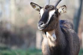 What a mighty specimen is the goat! How Goats Fight Poverty Global Poverty The Borgen Project