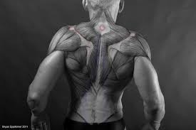 On this page, you'll learn about each of these muscles, their locations and functional anatomy. 44 Drawing Reference Anatomy The Back Ideas Anatomy Anatomy For Artists Anatomy Reference