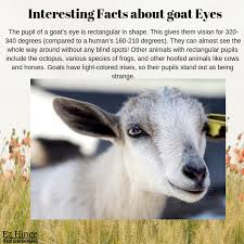 Interesting Facts About Goat Eyes Goats Eyes Pupils Goat Health Fun Facts Mind Blown Fun Facts
