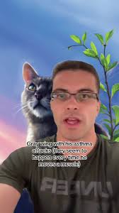 Gray Wing Warrior Cats Video