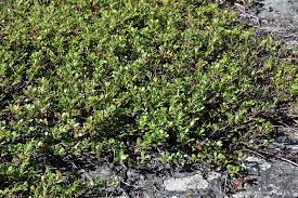 Maybe you would like to learn more about one of these? Bearberry Arctostaphylos Uva Ursi In Burlington Waterdown Dundas Ontario Ontario On At Connon Nurseries