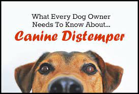Dog Owner Need To Knows About Canine Distemper - Pbs Pet Travel