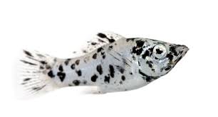 Start growing your business with mollie payments: Raising Mollies In A Tank Why They Might Not Need A Heater