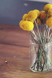 Beautiful Snapshots Pom Pom Flowers Beautiful Flowers Billy Buttons