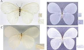 Image result for Pentarhopalopilia