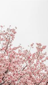 Do whatever you want high resolution photo from alex harvey on. Best Floral Iphone Hd Wallpapers Ilikewallpaper
