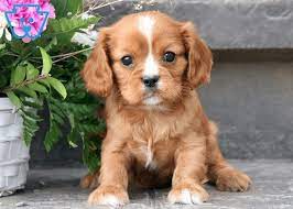 cavalier king charles heypati adana veteriner klinigi 0533 193 72 84