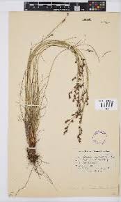 Image result for Tetraria