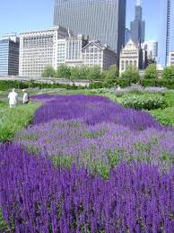 Salvia In Lurie Garden Chicago Garden Design Landscape Design Landscape Architect