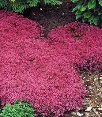 Baldur Garten Winterhart Bodendecker Thymian Thymus 3 Pflanzen Bodendecker Garten Bepflanzen Bepflanzung