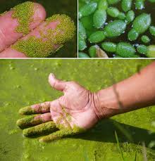 Image result for Wolffia