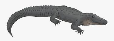 1,366 transparent png illustrations and cipart matching alligator. Alligator Clipart Free Transparent Clipart Clipartkey