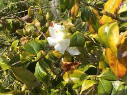 Maybe you would like to learn more about one of these? The Garden Of Eaden January 2021