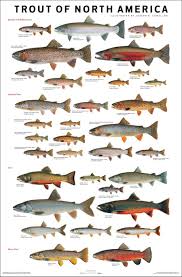 trout of north america i grew up in michigan fishing these