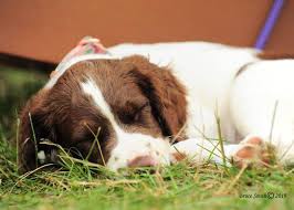 They also tend to do well in most climates as their double coat offers them a little bit. English Springer Spaniel Puppies Home Facebook