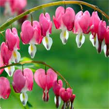 Dicentra Spectabilis Lamprocapnos Bleeding Heart Plant In Bud Garden Plants Bleeding Heart Flower Bleeding Heart Plant Bleeding Heart