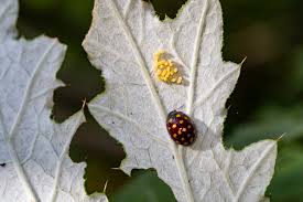 Image result for Berkheya bipinnatifida