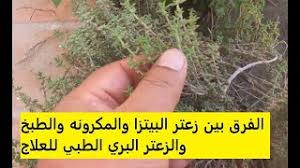 الفرق بين زعتر البيتزا والمكرونه والطبخ والزعتر البري الطبي للعلاج Youtube