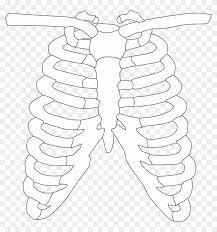 Rib cage, png, sticker png, free png, clipart; Rib Cage Ribs Bones Human Png Image Human Rib Cage Transparent Png 1250x1280 2839750 Pngfind