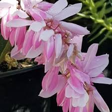 Image result for Indigofera dimidiata