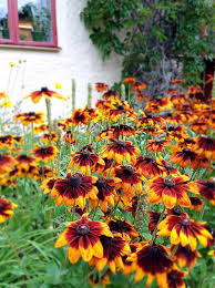 Image result for Rudbeckia