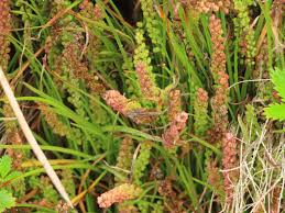 Image result for Triglochin striata