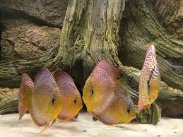 Tatsächlich ist es aber heutzutage kein problem mehr auch ohne jahrelange erfahrung. Diskus Manolo Aquarium Arstone Aquarium Ruckwande