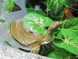 The sexes are definitely quite different with softshells. How To Care For Baby Spiny Softshell Turtles Pethelpful