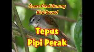 Stachyris melanothorax) adalah spesies burung dari keluarga timaliidae, dari genus stachyris. Download Lagu Suara Pikat Tepus Pipi Perak Ampuuh Mp3 Video Mp4 3gp