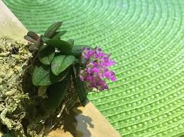 Image result for Orthochilus walleri