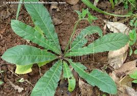 Image result for Elephantopus scaber