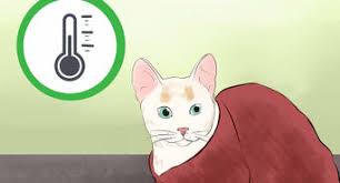 Your pet's quality of life has significantly deteriorated. How To Know When To Euthanize Your Cat With Pictures Wikihow