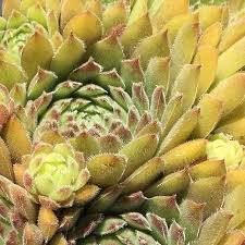 Sempervivum Clara Noyes Sempervivum Succulents Plants