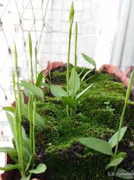 Image result for Ophioglossum gomezianum