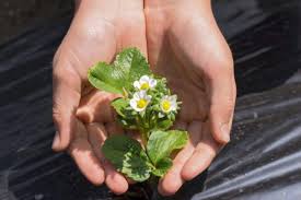 Image result for květopas jahodníkový