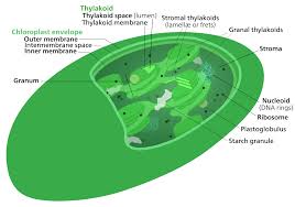 Plant cells photosynthesis occurs in the. Calvin Cycle Wikipedia