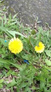We did not find results for: Bunga Liar Dandelion Si Kuning Yang Cantik Steemit