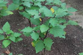Pumpkin vines grow aggressively, covering lots of ground area. How To Grow Pumpkin On A Stick Dengarden