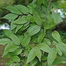 Image result for Celtis