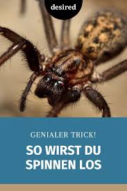 Spinneninvasion Im Herbst So Wirst Du Die Krabbler Los Desired De Spinne Spinnenarten Spinnen Fernhalten
