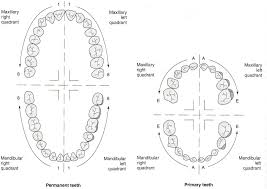 Printable Dental Tooth Chart Bedowntowndaytona Com