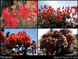 Image result for Myrtaceae