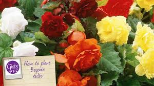 Choose from a fine selection of the finest and freshest begonia bulbs and tubers to be found anywhere. How To Plant Begonias Youtube