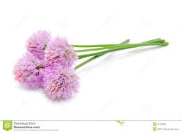 Pin By Dreamstime Stock Photos On Edible Flowers From Our Garden Chive Flower Edible Flowers White Background