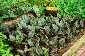The leaves of most calathea varieties fold up slightly during the night time, revealing the often colorful undersides of their striking leaves. Will Calathea Grow Outdoors Learn How To Care For Calatheas In The Garden