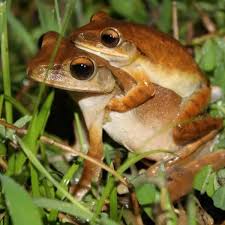 Image result for Lepidagathis eriocephala