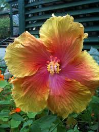 Follow these simple steps to ensure your flowers have the proper care. My First Hibiscus Flower It Was The Size Of A Large Dinner Plate Garden And Yard Hibiscus Flowers Pretty Flowers