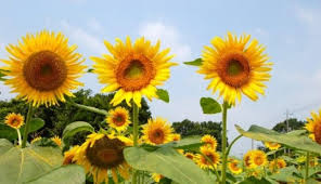 Ternyata, menanam bunga matahari itu tidak serepot yang. Cara Mudah Mengeringkan Bunga Matahari