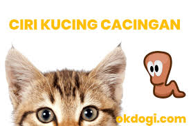 Check spelling or type a new query. Kucing Cacingan Ciri Penyakit Cara Mengatasinya Okdogi Com
